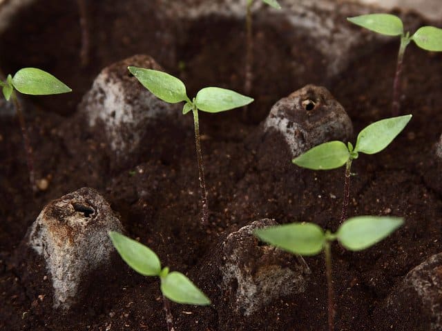 These chili pepper seedlings have two pairs of leaves. They will be ready for transplant in a few days.