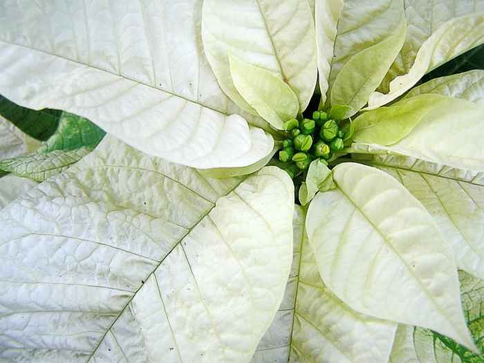 12 Popular Christmas or Holiday Plants Poisonous or Safe? Dengarden