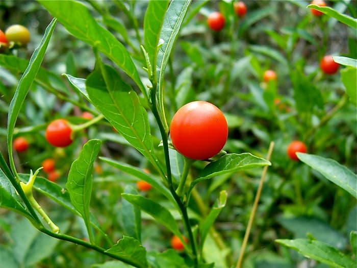 Jerusalem cherry