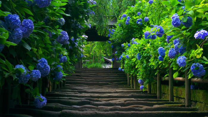 A garden path lined with gorgeous blue hydrangeas.