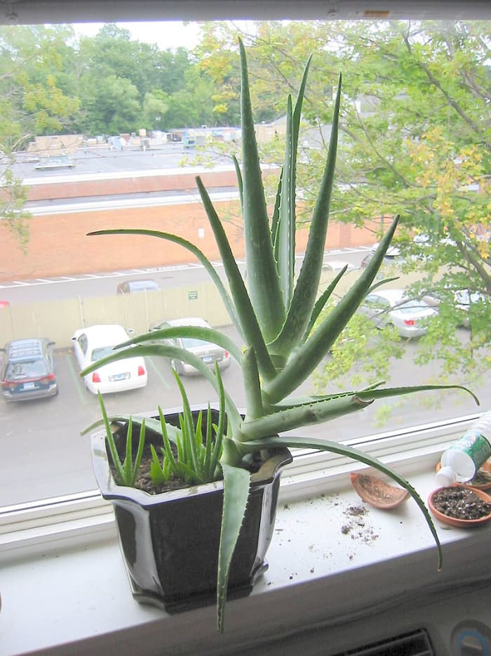Aloe vera reproduce through offsets which are baby plants that are attached to the "parent" plant. The offsets can be separated from the main plant and grown in their own plots.