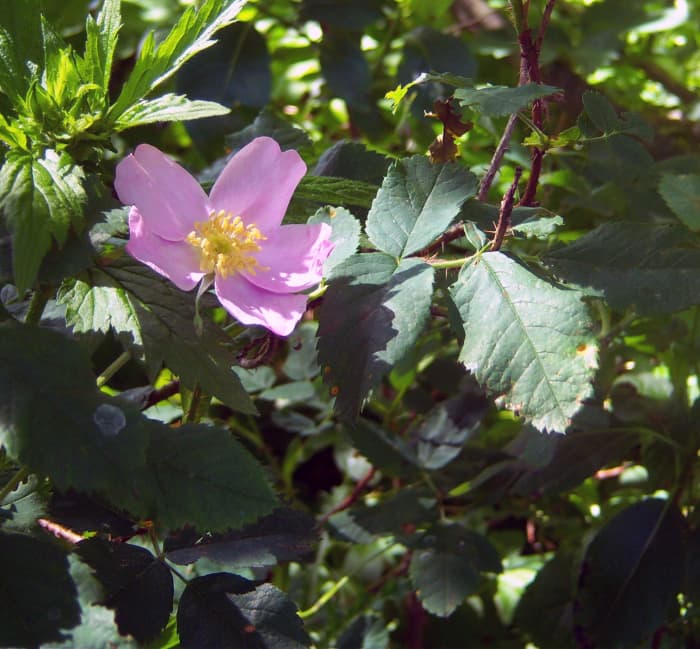 One of the many wild roses blooming during our 2014 trip to the Minnesota shore of Lake Superior.