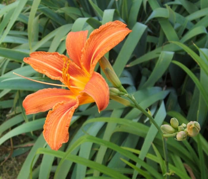 A daylily in full bloom.