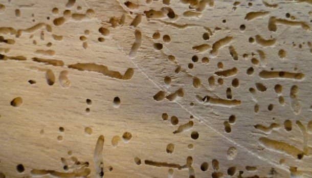 Everything You Need to Know About WoodBoring Beetles  Dengarden