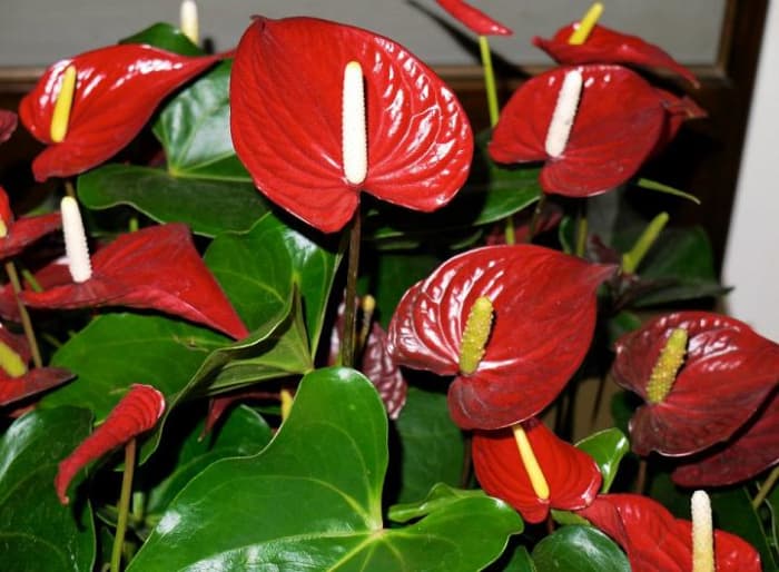 This guide will show you how to grow and care for the lovely anthurium plant.