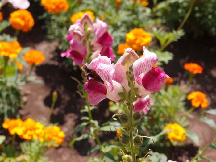 How to Grow Snapdragons, a Cottage Garden Favorite Dengarden