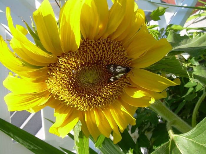 If you want to paint your kitchen the color of a sunflower, just bring one into the paint store and they'll match it.