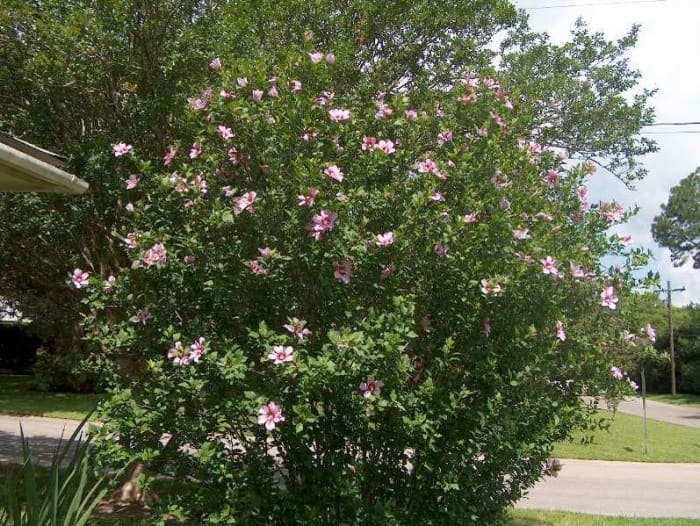 The 5 Best Ornamental Flowering Hedge Plants - Dengarden