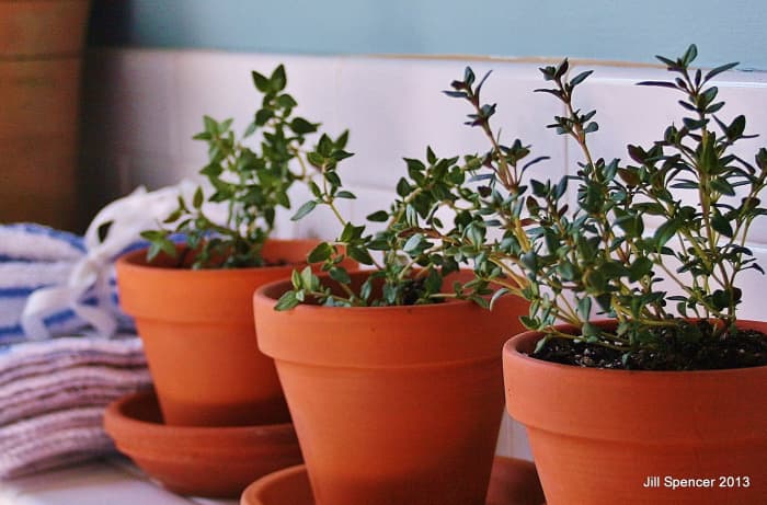 Because clay pots don't hold water, allowing good drainage, many herbs grow well in them.