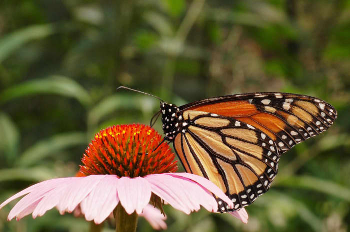 A monarch butterfly on a purple coneflower, or Echinacea purpurea