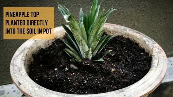 plant-grow-pineapple-top-in-5-easy-steps-with-foto