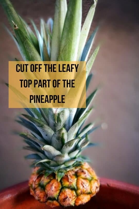 plant-grow-pineapple-top-in-5-easy-steps-with-fotos