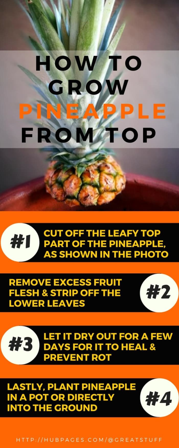 plant-grow-pineapple-top-in-5-easy-steps-with-foto