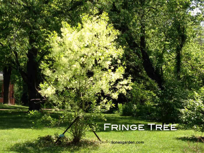 Fringetree is a native shrub/ornamental tree which produces berries for wildlife. Official name, Chionanthus virginicus
