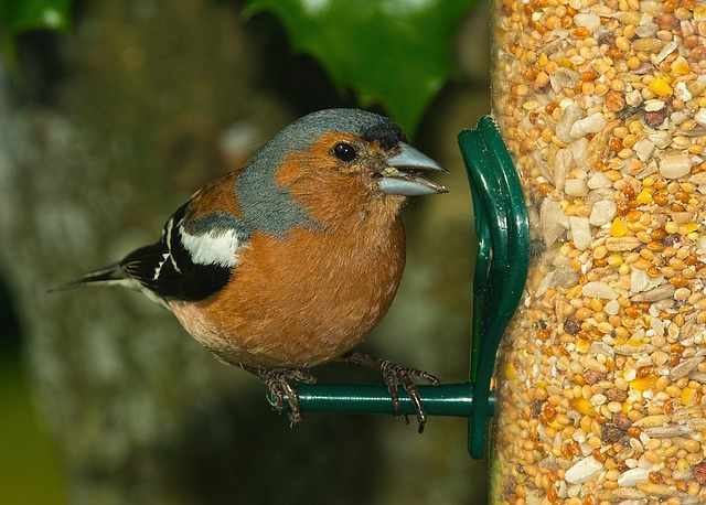 Chaffinch are groundfeeders that eat seeds, plant material, and caterpillars during breeding season. European, northwestern Africa, and Asian range.