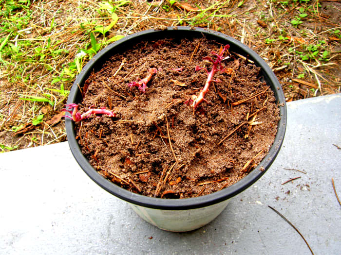 Ik heb de "Stop het in een pot en vergeet het maar"-methode gebruikt. Je kunt de scheuten van de drie stukken hier zien, begraven in wat compost."Stick it in a Pot and Forget about it" method. You can see the sprouts of the three pieces here buried in some compost. 