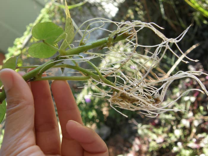 Puedes ver aquí que después de unas dos semanas las raíces se han hecho aún más largas. Éstas seguirán creciendo hasta que tengan al menos 15 centímetros de longitud o más, y estén listas para ser plantadas cuando no haya peligro de heladas.