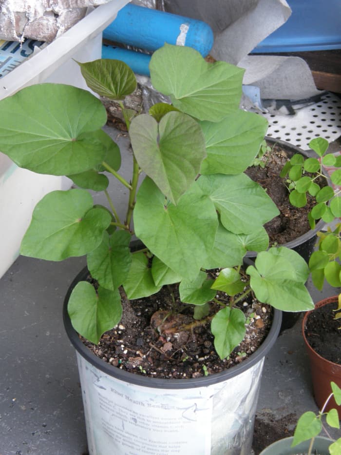 Após cerca de 2 semanas, esta é a aparência das plantas.