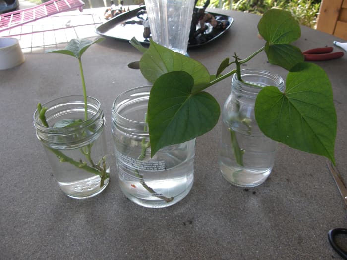 Ik snijd drie spruiten van de aardappel en doe ze in aparte glazen potten met water.