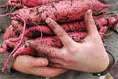 How-to-start-your-own-sweet-potato-slips-for-growing-sweet-Kartoffeln