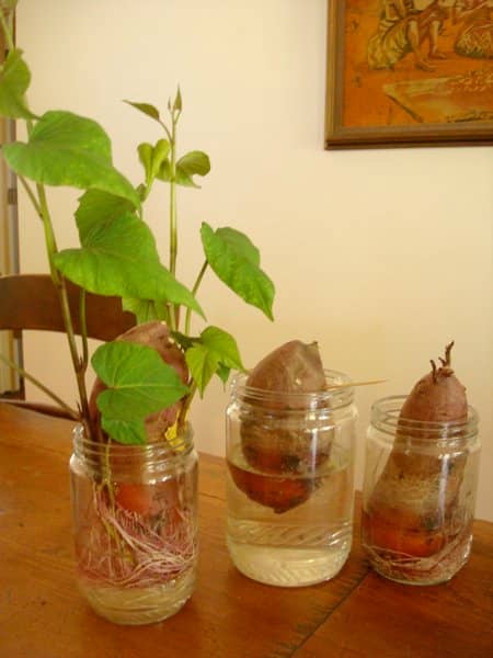 Sweet potato slips started using the water in a jar method