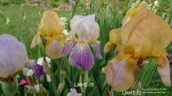 After several years of research, these two beautiful historic iris are still searching for their proper names.