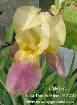 It was thrilling to discover that this unknown historic iris from the local cemetary is actually 'Shannopin' (Pillow, 1940)