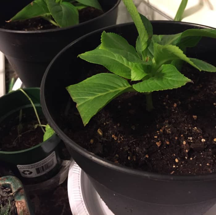 This hydrangea cutting has successfully rooted, and has been growing new leaves for the past 4 months indoors. If it survives the winter inside, it will be hardened off and transplanted outdoors in May.