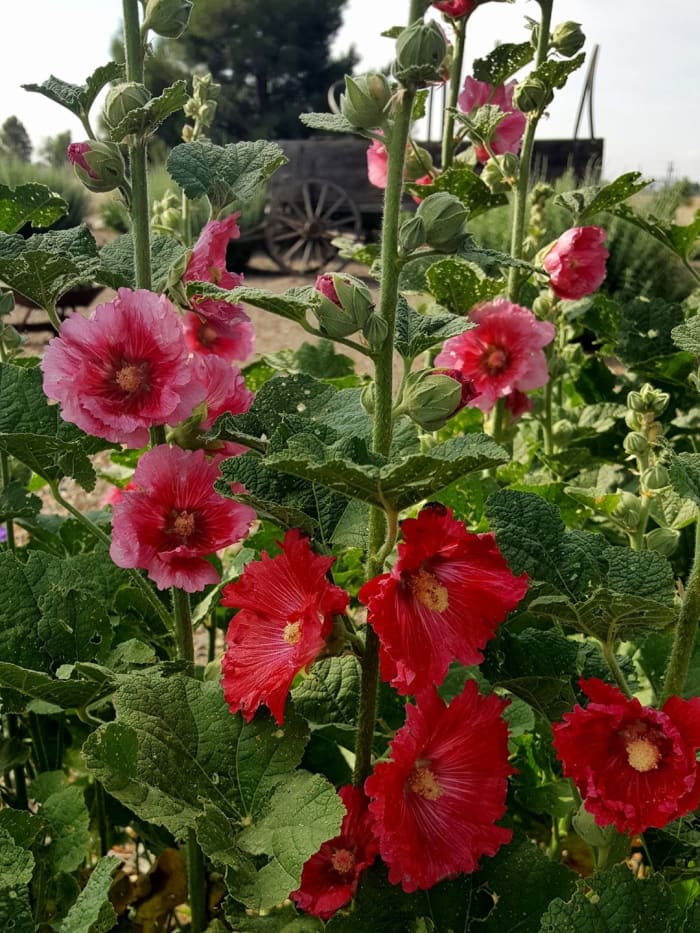 A Facebook friend of ours, Anna Reese of New Mexico, allowed us to use her photograph of this delightful group of hollyhocks.