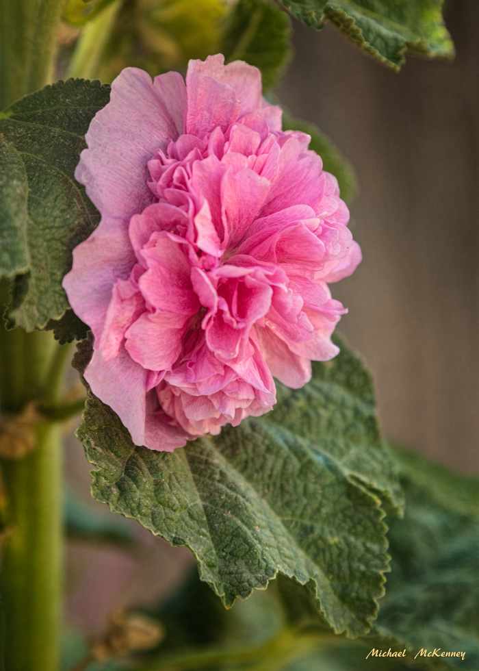 Our neighborhood friends, Joseph and Eileen Lagarde here in New Mexico grew these gorgeous double hollyhocks and were nice enough to let us photograph them.