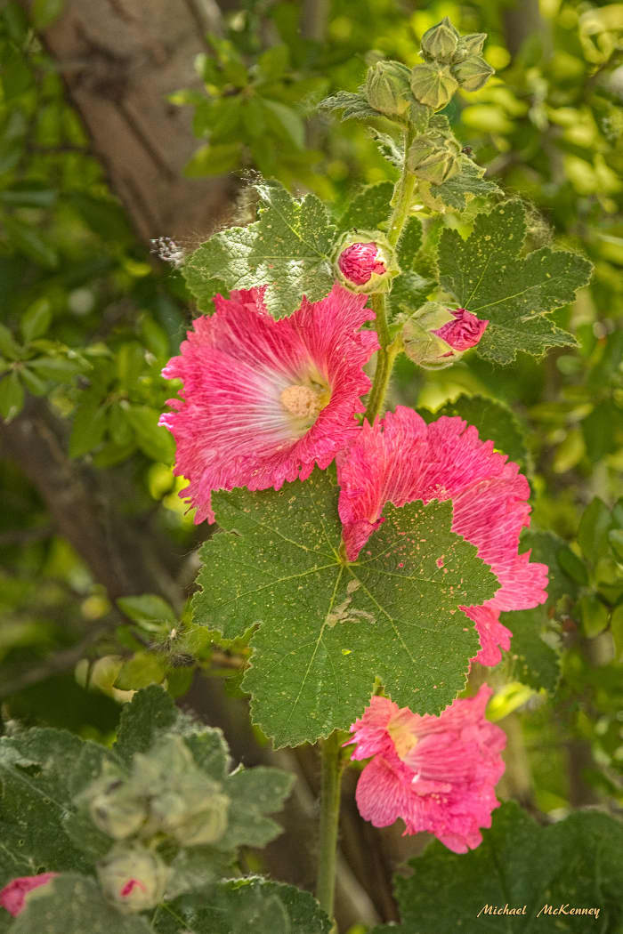As you can see, the hollyhocks are still beautiful, but pests, as usual, have been eating away at the foliage. Rarely will you find photographs of hollyhocks in which the foliage has not been affected.
