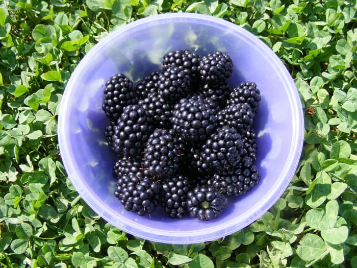 sweetie pie blackberry plant