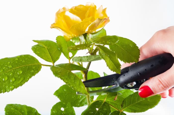 Pruning is necessary to provide light and air to the inner limbs of the plant, as well as take away the weight of dead branches. It is important to prune by hand first, as electric trimmers just cut the surface of the bush.