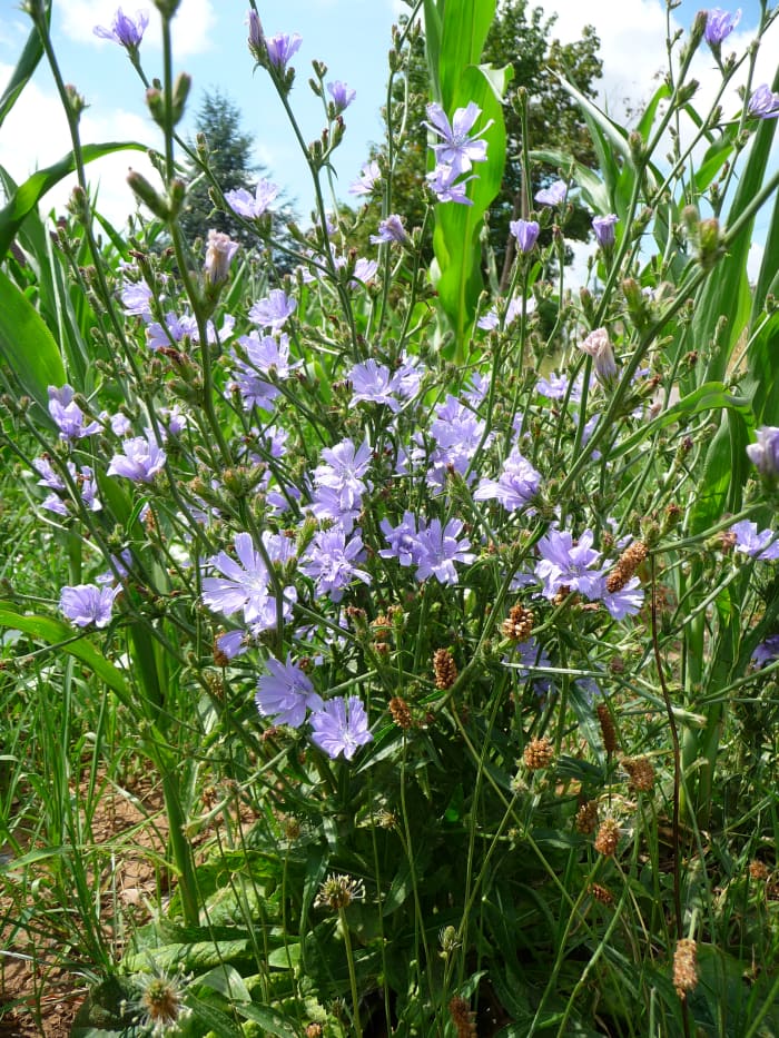 Chicory grows from a rosette of leaves at the base which sends up stalks that have both leaves and flowers.
