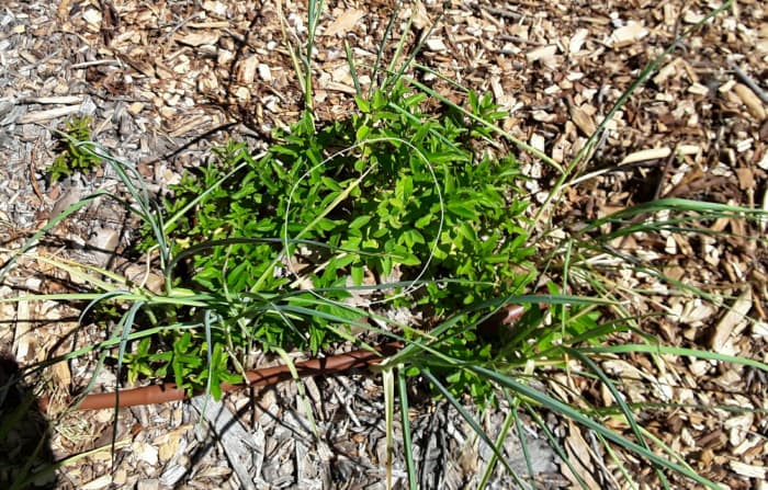 This honeyberry was devoured by bugs last year so I planted a fortress (polyculture) of peppermint and garlic around it. It has suffered no damage from bugs this year.