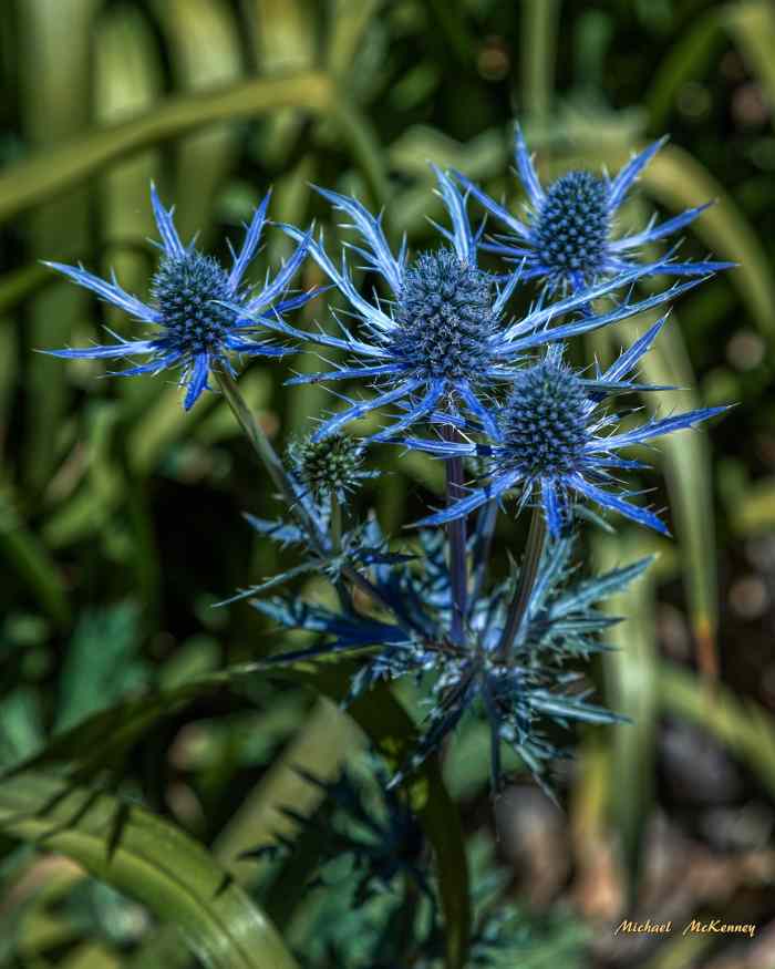 Some Planting Tips and Species Guide for Sea Holly Dengarden