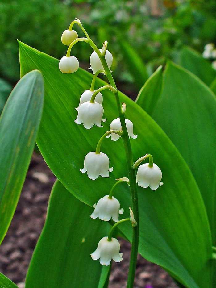 How to Grow Lily of the Valley, a Cottage Garden Favorite HubPages