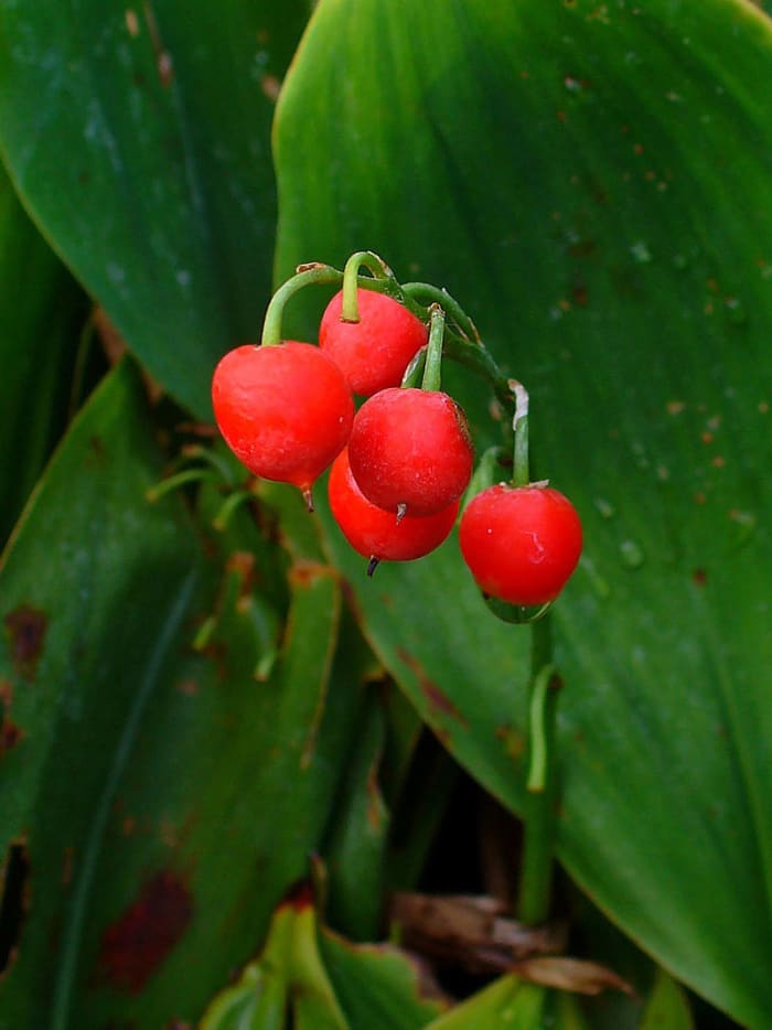 Lily of the valley produces berries in the fall which are poisonous. Keep children and pets away from them.