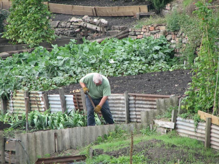 How to Prepare Your Vegetable Plot or Allotment for Next