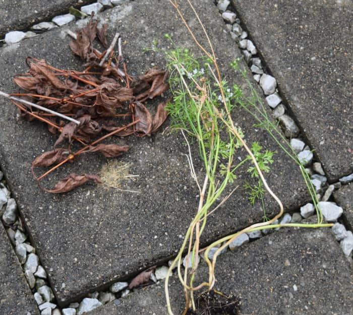 Ingredients for compost pile: Brown and dry example: leaves. Green and wet example: cilantro, end of season.
