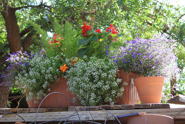 This low-growing plant looks great spilling out of containers. Alyssum grown in pots just requires a little extra care with diligent watering and fertilizing.