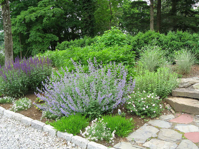 Sweet Alyssum: How to Grow and Care for This Flowering Ground Cover ...