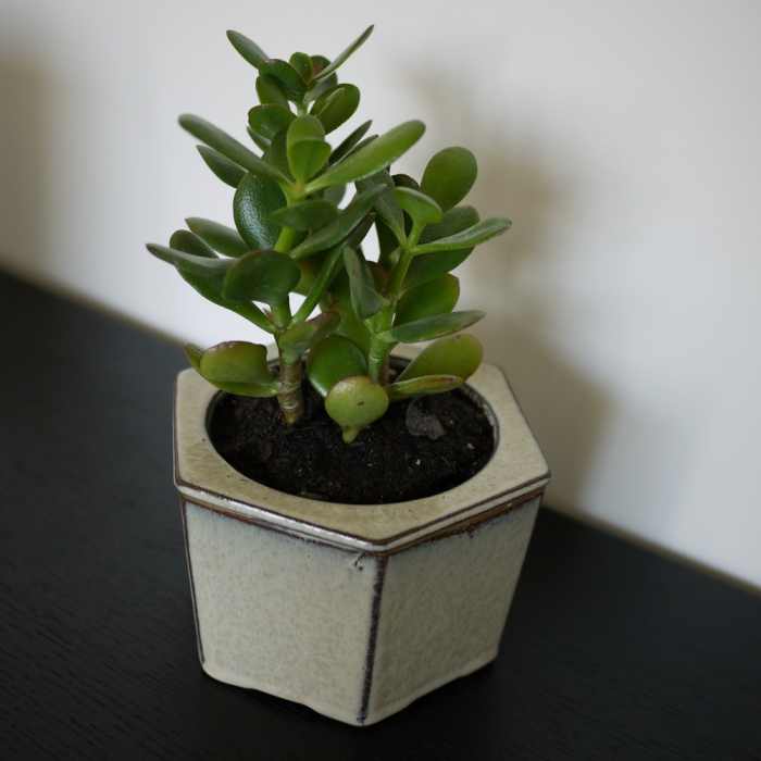 How to Care for a Jade Plant Dengarden