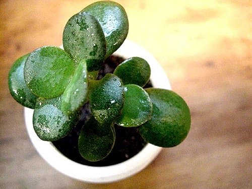 How to Care for a Jade Plant - Dengarden