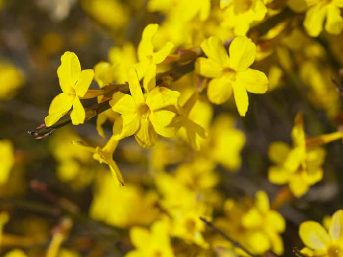 The winter jasmine is a Chinese plant, introduced in 1844 by Robert Fortune. It is a truly hardy jasmine, and not as heavily scented as the common white jasmine.