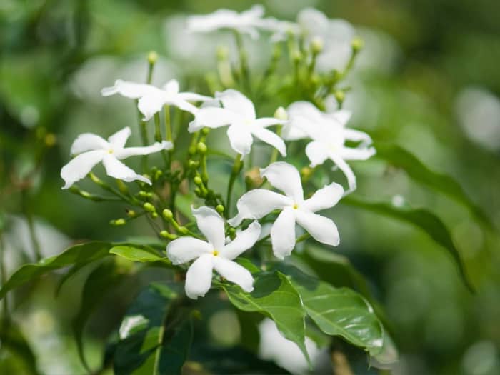 The common white jasmine was brought back to England from India by explorer Vasca da Gama in the 16th century. It soon became a hit with English gardeners who were wild about the fragrance and the beautiful flowers that bloom from summer into fall.