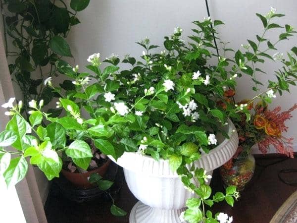 This is an Arabian jasmine plant in a container. Despite its English common name, Jasminum sambac is not originally native to Arabia. This plant loves optimum amounts of humidity.