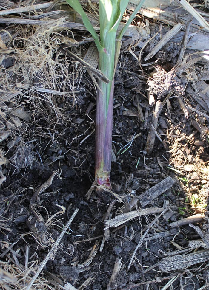 Een jonge prei die door een snijworm wordt gesneden. Een bij het planten aangebrachte kraag zou dit hebben voorkomen.