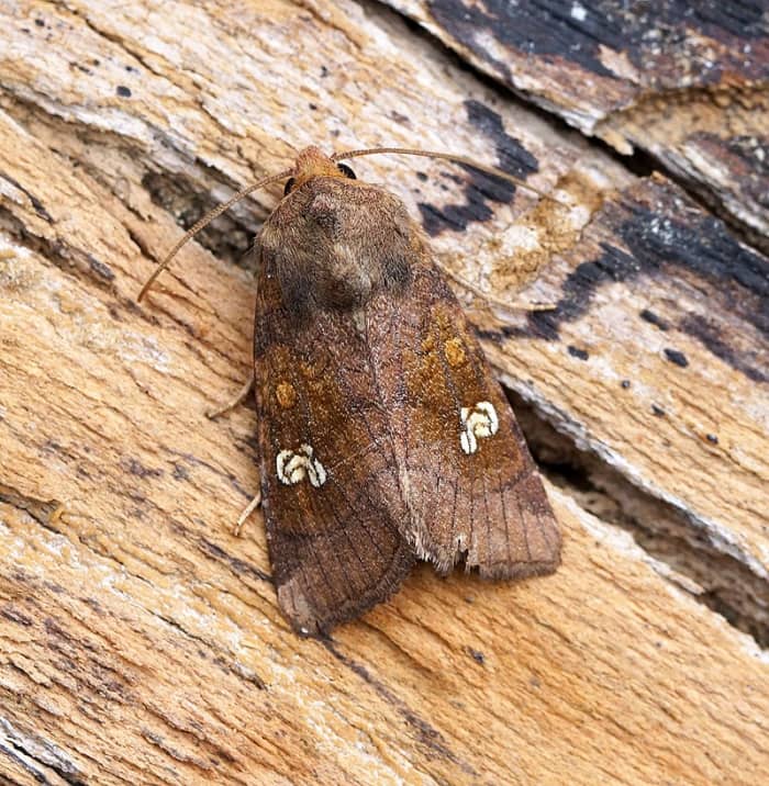 Cutworms sind die Larven der Dunklen Gespinstmotte.