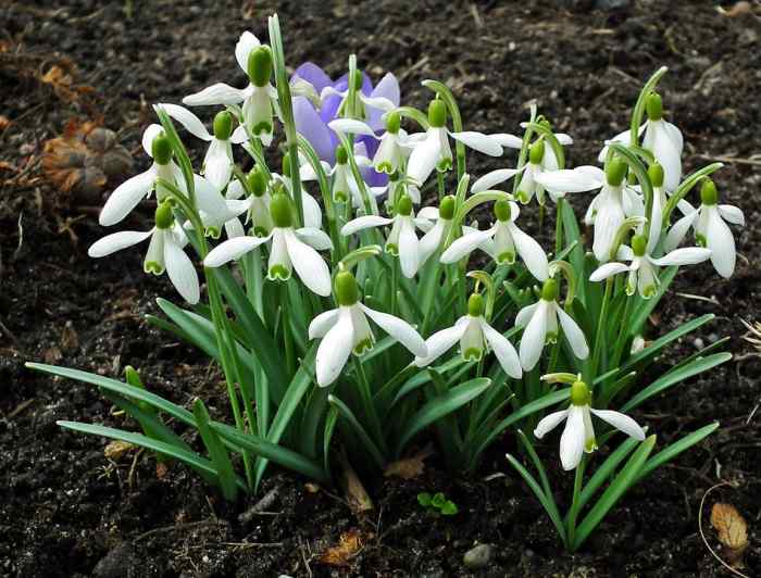 How to Grow Snowdrops Dengarden Home and Garden